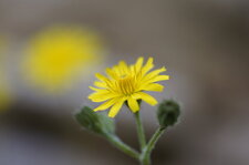 Fleur de pissenlit
