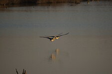 Oies patrouilleuses