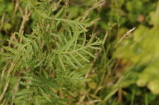 Feuille de tanaisie