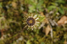 Fleur de carline commune