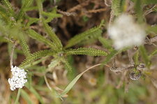 Feuille d