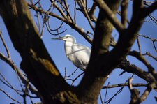 Aigrette garzette