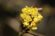 Fleur de mahonia
