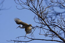 Aigrette éffarouchée