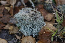 Lichen de type fruticuleux