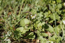 Alliaire officinale