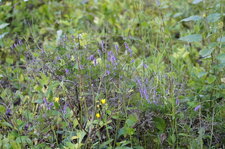 Bruyère sp.
