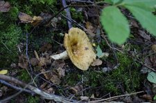 Champignon
