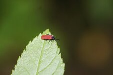 Platycis minutus