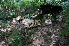 Champignon