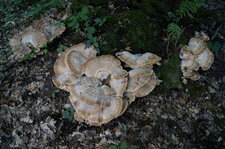 Champignon - vue de dessus