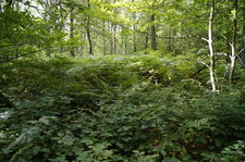 Ambiance forestière...