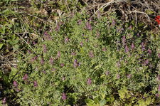 Bouquet de fumeterre officinale