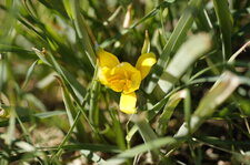Fleur de tulipe sylvestre