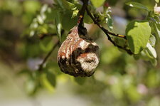 Poire