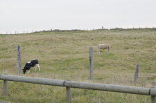 Meuh meuh meuh font les vaches...