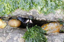 Moule sauvage