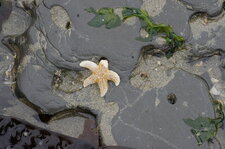 Etoile de mer