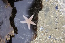 Etoile de mer