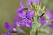 Fleur de lunaire annuelle