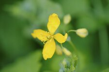 Fleur de chélidoine