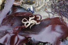 Etoile de mer