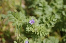 Erodium acaule - sous réserve