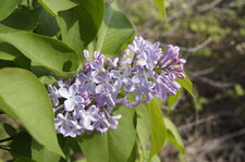 Fleur de lilas