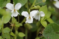 Violette blanche