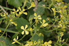 Fleur de radis maritime ???