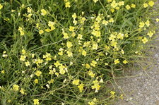 Roquette