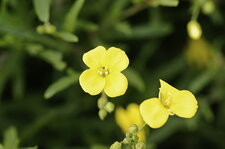 Fleur de Roquette