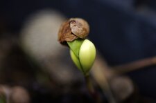 Germination d