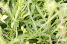 Feuille de roquette