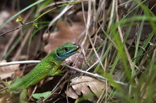 Lézard vert