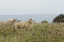 Le mouton boulonnais