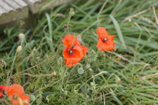 Coquelicot