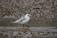 Mouette rieuse