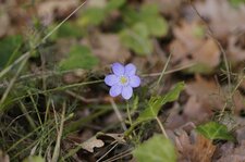 Fleur d