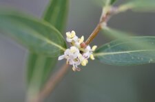 Fleur de filaire à feuilles étroites
