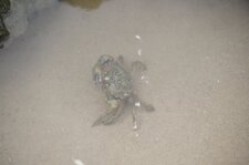 Crabe vert bien flippé