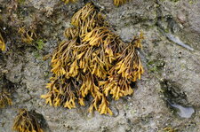 Pelvetia canaliculata