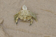 Crabe vert