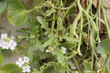 Fleur de cakile sp. ???