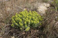 Euphorbe épineuse