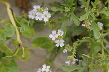 Fleur de cakile sp. ???