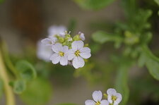 Fleur de cakile sp. ???