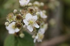 Fleur de roncier commun