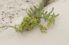Euphorbe des dunes