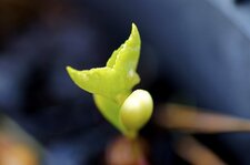 Germination d